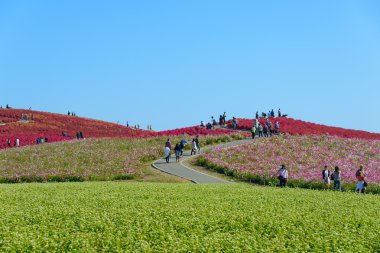 Autumn in Hitachi Seaside Park clipart