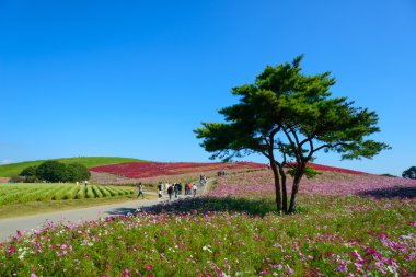 Hitachi Seaside Park sonbaharda