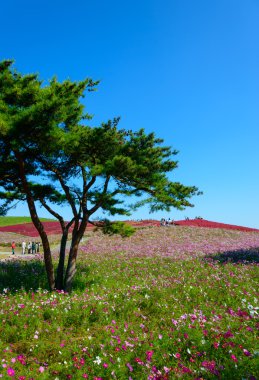 Hitachi Seaside Park sonbaharda