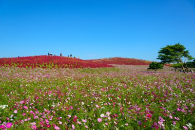 Autumn in Hitachi Seaside Park clipart