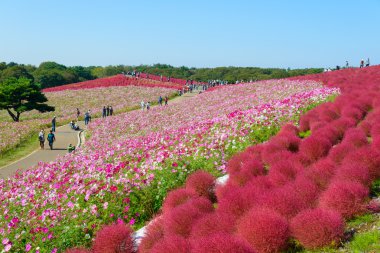 Hitachi Seaside Park sonbaharda