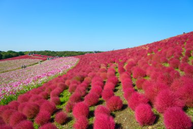 Hitachi Seaside Park sonbaharda