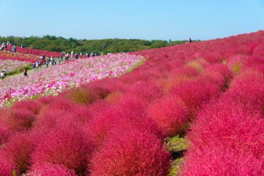 Hitachi Seaside Park sonbaharda