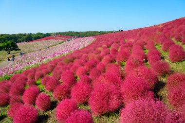 Autumn in Hitachi Seaside Park clipart