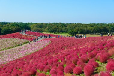 Hitachi Seaside Park sonbaharda