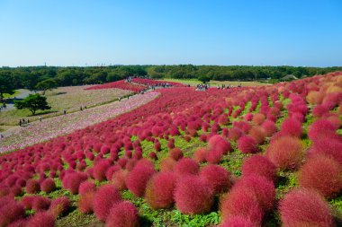 Hitachi Seaside Park sonbaharda