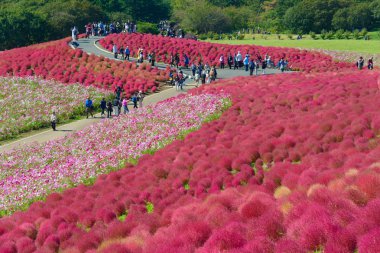 Hitachi Seaside Park sonbaharda