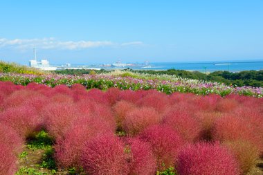 Hitachi Seaside Park sonbaharda