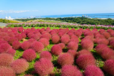 Hitachi Seaside Park sonbaharda