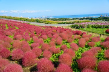 Autumn in Hitachi Seaside Park clipart