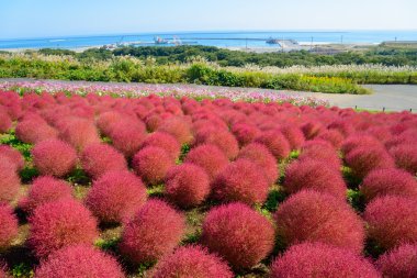 Hitachi Seaside Park sonbaharda