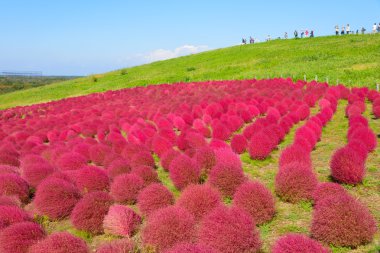 Hitachi Seaside Park sonbaharda
