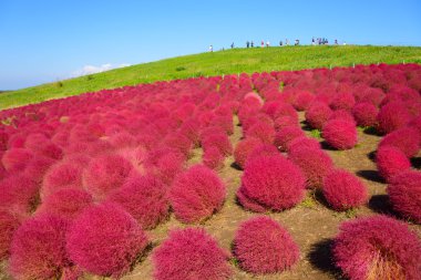 Hitachi Seaside Park sonbaharda