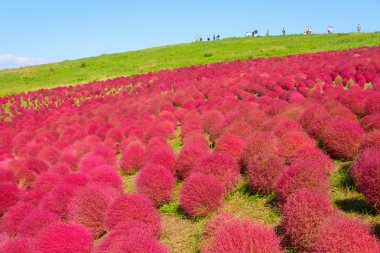 Hitachi Seaside Park sonbaharda