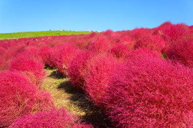 Hitachi Seaside Park sonbaharda