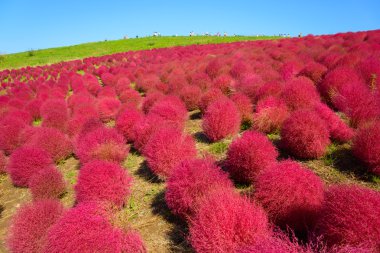 Hitachi Seaside Park sonbaharda