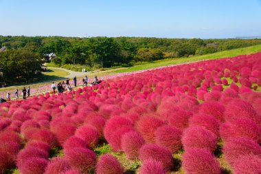 Hitachi Seaside Park sonbaharda