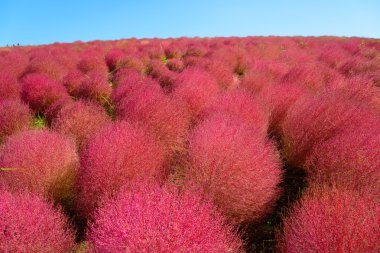Hitachi Seaside Park sonbaharda