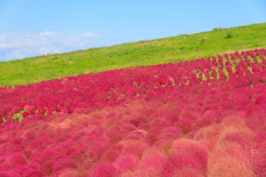 Hitachi Seaside Park sonbaharda