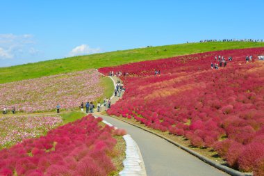 Hitachi Seaside Park sonbaharda
