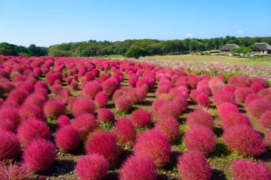 Hitachi Seaside Park sonbaharda