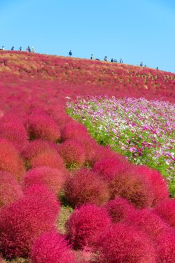 Hitachi Seaside Park sonbaharda