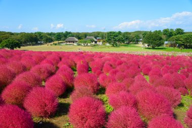 Hitachi Seaside Park sonbaharda