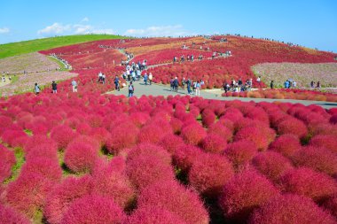 Hitachi Seaside Park sonbaharda