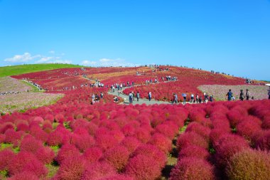 Hitachi Seaside Park sonbaharda