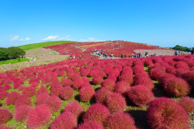 Hitachi Seaside Park sonbaharda