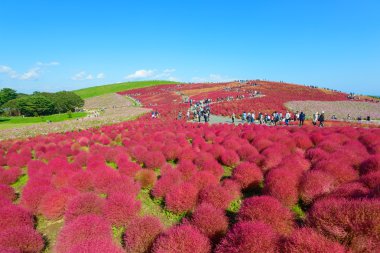 Hitachi Seaside Park sonbaharda