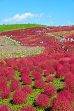 Hitachi Seaside Park sonbaharda
