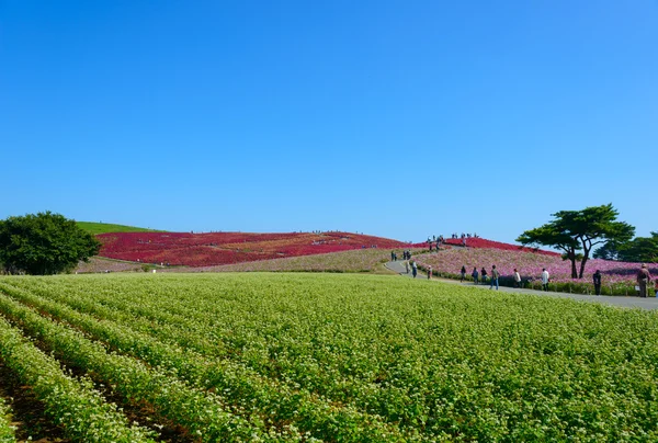 Autumn in Hitachi Seaside Park — Stock Photo, Image