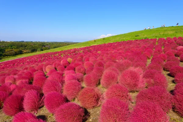 Hitachi Seaside Park sonbaharda