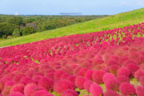Hitachi Seaside Park sonbaharda