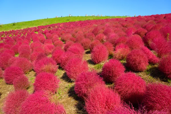 Hitachi Seaside Park sonbaharda