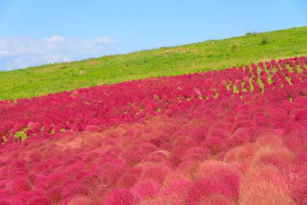 Hitachi Seaside Park sonbaharda