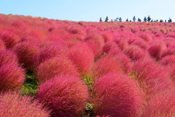 Autumn in Hitachi Seaside Park