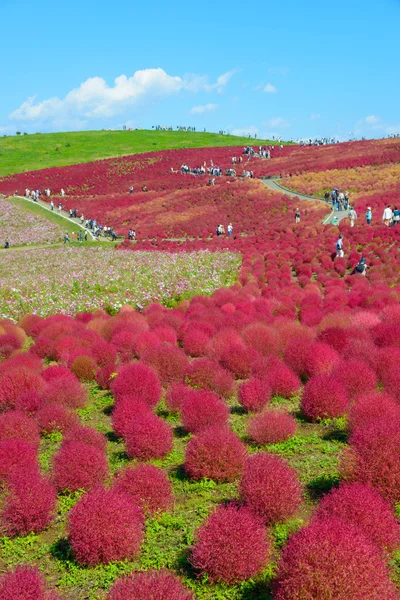 Hitachi Seaside Park sonbaharda