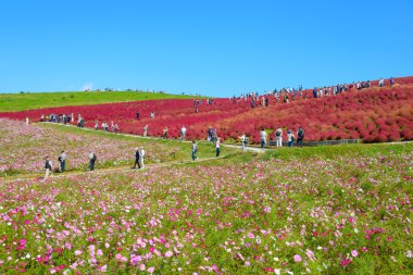 Hitachi Seaside Park sonbaharda