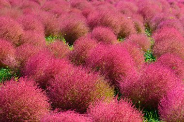 Hitachi Seaside Park sonbaharda