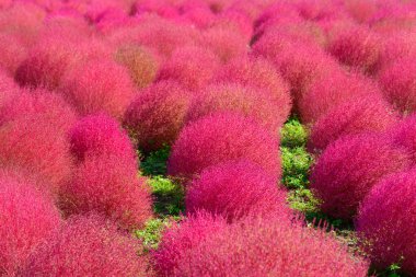 Hitachi Seaside Park sonbaharda