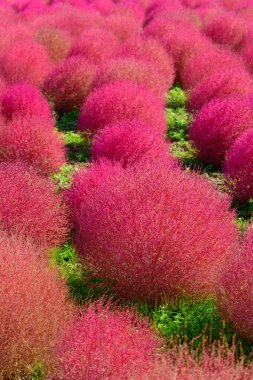 Hitachi Seaside Park sonbaharda