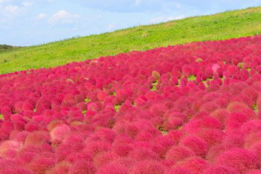 Hitachi Seaside Park sonbaharda