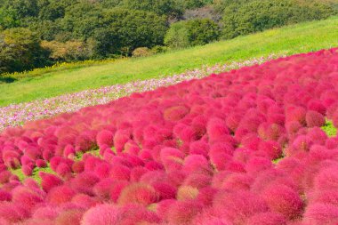 Hitachi Seaside Park sonbaharda