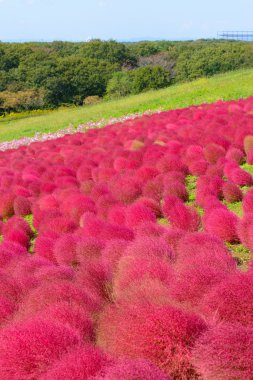 Hitachi Seaside Park sonbaharda