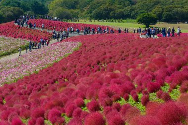 Hitachi Seaside Park sonbaharda