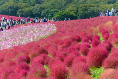 Hitachi Seaside Park sonbaharda