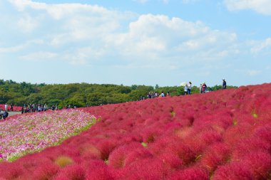 Hitachi Seaside Park sonbaharda