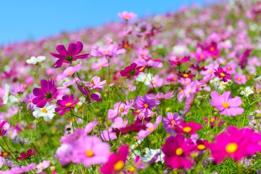 Hitachi Seaside Park sonbaharda